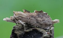 Pale Prominent 002.jpg