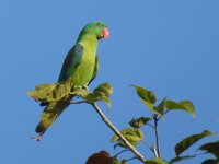 Blue-naped-Parrot1.jpg