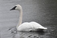 Trumpeter Swan 2024-05-04 a.JPG