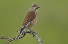 Linnet 002.jpg