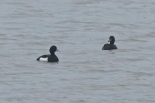 Tufted Duck 003.jpg