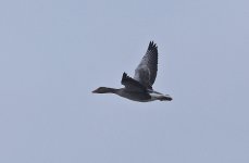 Greylag Goose 04.jpg