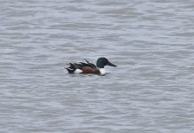 Shoveler 003.jpg