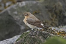 Wheatear 04.jpg