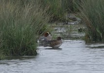 Wigeon 03.jpg