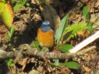 Blue-fronted Redstart IMG_5769.JPG