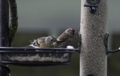 20240505 - Redpoll & brambling on the feeders.jpg