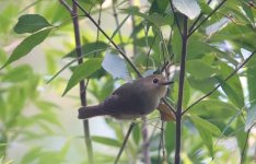 DSC04531 Large-billed Wren Babbler.bf.jpg