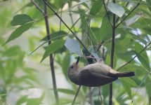 DSC04533 LArge-billed Wren Babbler @ Bobbin Head bf.jpg