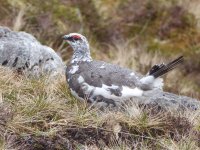 CWT_Ptarmigan1.jpg