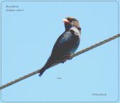 BF Dollarbird 23 October, 2019.jpg