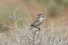 Bell's Sparrow adult 2024-05-05.JPG