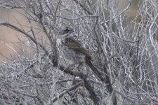 Bell's Sparrow juvenile 2024-05-05.JPG