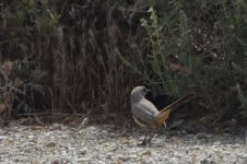 LeConte's Thrasher 2024-05-05.JPG