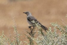 Northern Mockingbird 2024-05-05.JPG