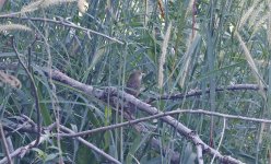 C242 Thick-billed Warbler 002.jpg