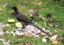 brown sicklebill 2.jpg