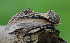 Swallow Prominent 001.jpg