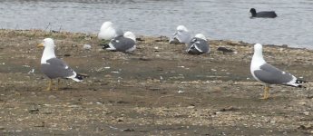 gulls.JPG