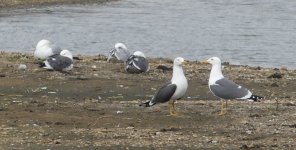 gulls1.JPG