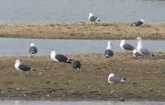 gulls2.JPG