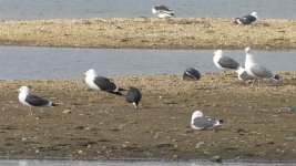 gulls3.JPG