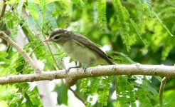 ? Black-whiskered_Vireo.jpg