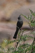 Phainopepla 2024-05-06.JPG