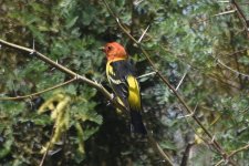 Western Tanager 2024-05-06.JPG