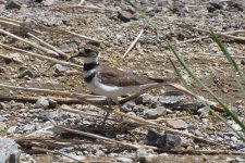 Killdeer 2024-05-06 a.JPG