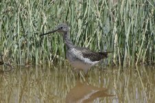 Greater Yellowlegs 2024-05-06.JPG