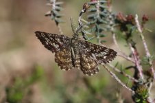 20240507 (6)_Common_Heath.JPG