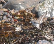 Dunlin_Girdle Ness_030623a.jpg