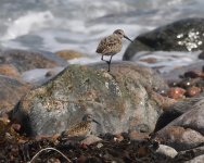 Dunlin_Girdle Ness_030623b.jpg