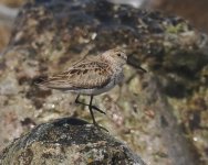 Dunlin_Girdle Ness_030623c.jpg