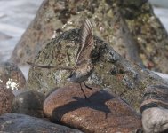 Dunlin_Girdle Ness_030623d.jpg