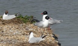 Med Gulls - Moors - 08 05 24.JPG