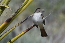 Ash-throated Flycatcher 2024-05-07.JPG