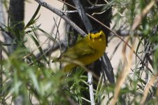 Wilson's Warbler 2024-05-07.JPG