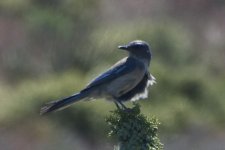 Woodhouse's Scrub-Jay 2024-05-07.JPG