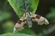 20240509 (3)_Lime_Hawk-moth.JPG