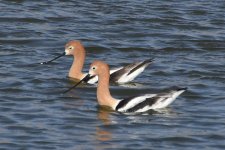 American Avocet 2024-05-08.JPG