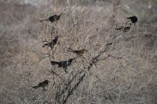 Great-tailed Grackle 2024-05-08.JPG