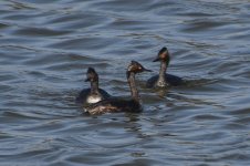 Eared Grebe 2024-05-08.JPG