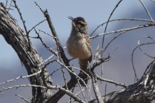 Cactus Wren 2024-05-08.JPG