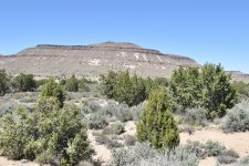 Site of Pinyon Jays 2024-05-08.JPG