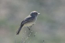 Gray Flycatcher 2024-05-09 c.JPG