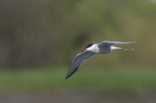 common tern.jpg