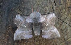 69.003 Poplar Hawkmoth (2024.05.07).jpg