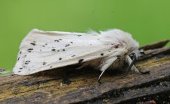 72.020 White Ermine (2024.05.07).jpg